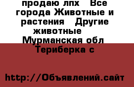 продаю лпх - Все города Животные и растения » Другие животные   . Мурманская обл.,Териберка с.